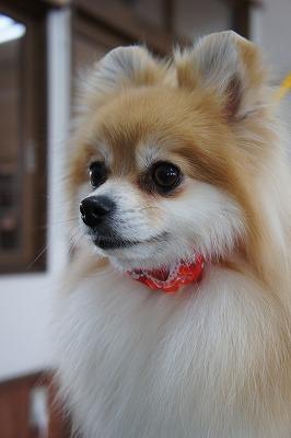 20120325-犬たち 2247.jpg